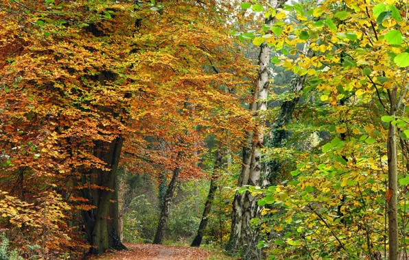 Autumn, forest, trees, trail, the colors of autumn