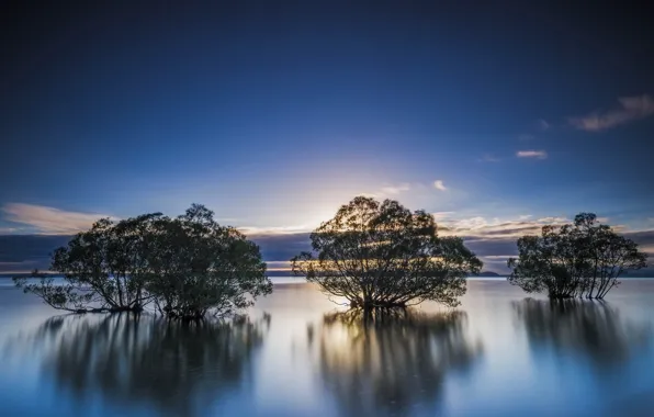 Trees, landscape, lake
