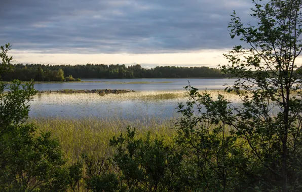 Trees, sunset, lake, swamp, the evening, Ladoga, lake Ladoga