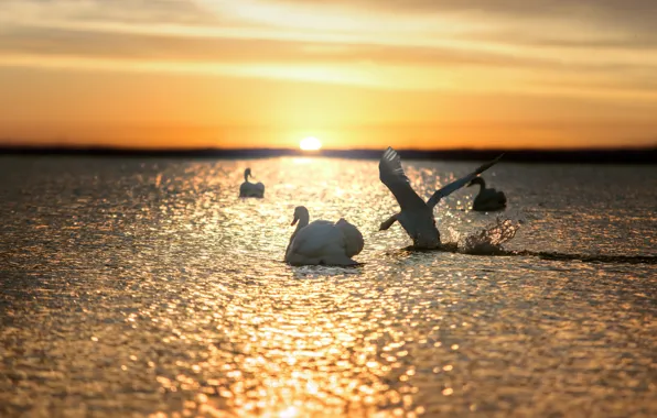 The sky, the sun, clouds, light, sunset, birds, lake, glare