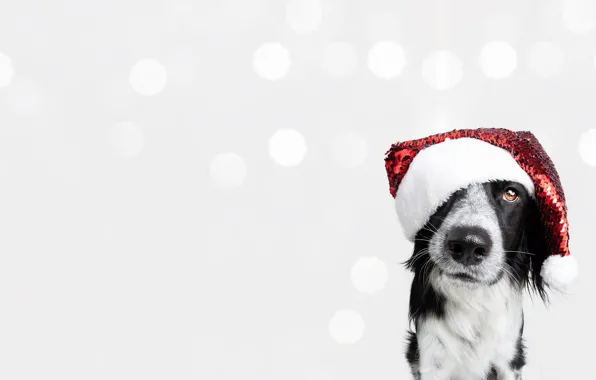 Look, pose, glare, black and white, portrait, dog, Christmas, white background