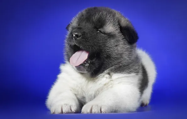 Background, dog, puppy