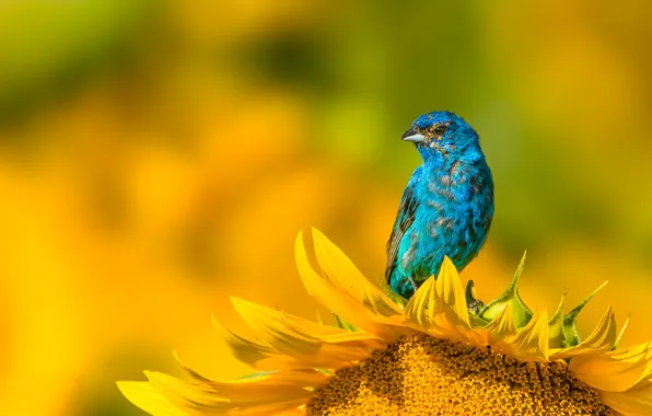 Flower, bird, sunflower, yellow background, blue, bokeh, sancopy cardinal