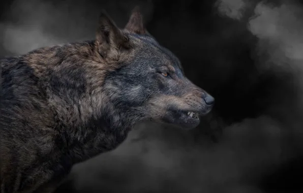 Picture smoke, wolf, grin