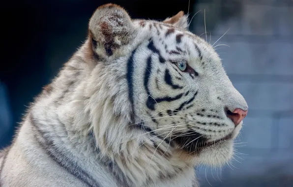 Face, portrait, predator, profile, white tiger, wild cat