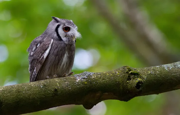 Tree, owl, trunk, mustache. ears