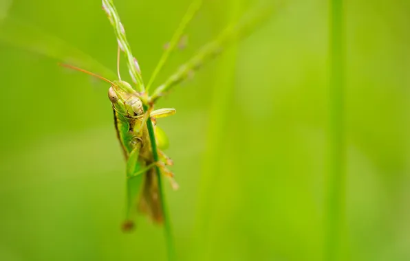 Nature, macro, insect, grasshopper