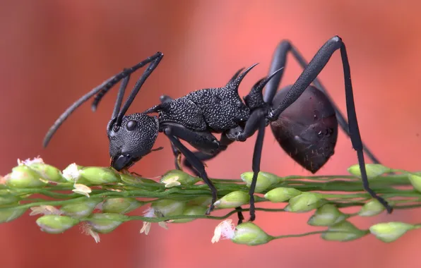 Macro, nature, ants