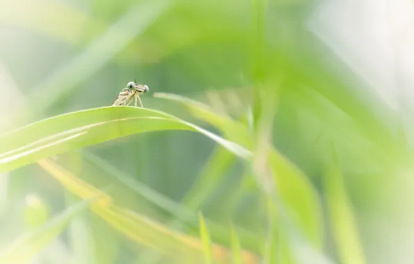 Insects, nature, background