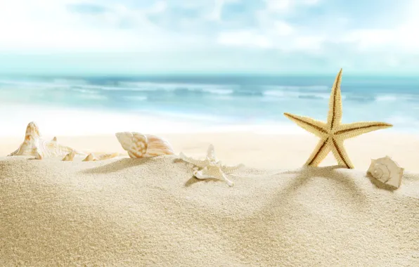 Picture beach, sea, sun, sand, starfish, seashells