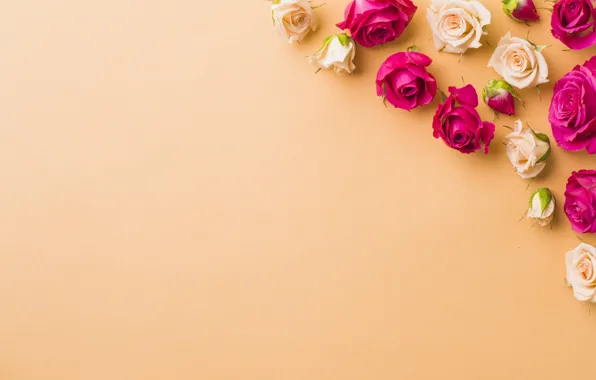 Roses, rose, buds, flowers, bunch