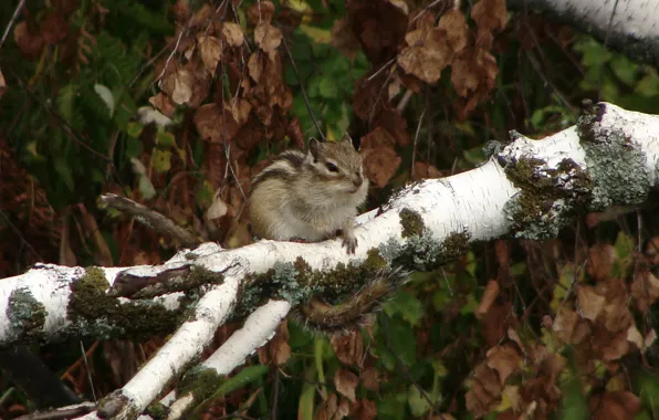 Branch, birch, Chipmunk
