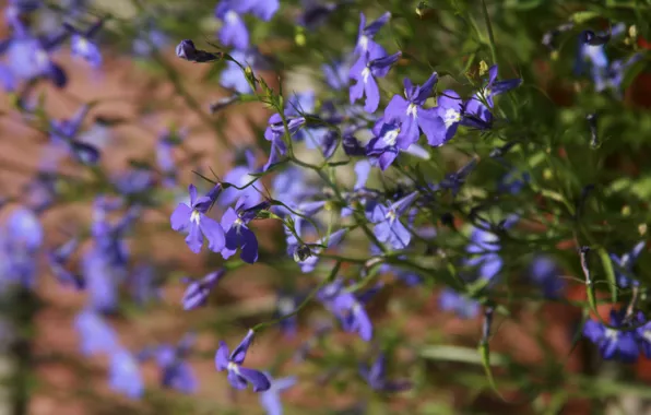 Flowers, nature, blue, plant, flowers