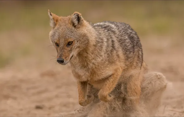 Jump, dog, jump, dog, Jackal, jackal