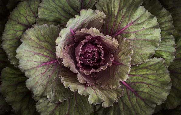 Picture leaves, macro, plant, outlet, cabbage, decorative, head