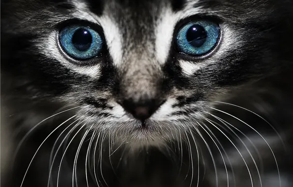 Picture cat, eyes, cat, muzzle