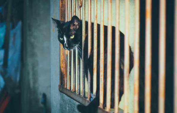 Eyes, cat, grille