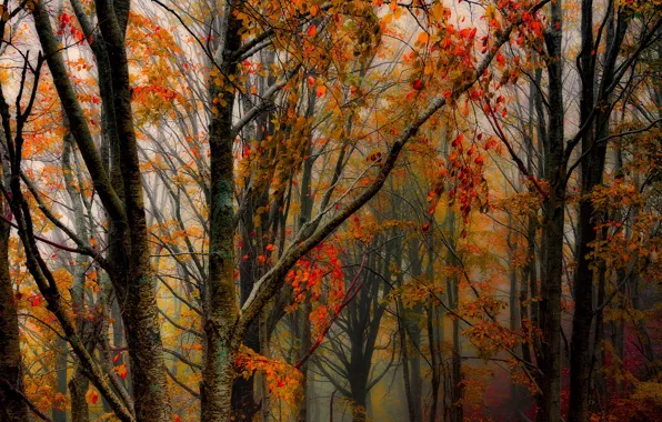 Autumn, forest, trees