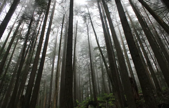 Forest, trees, nature, Canada, British Columbia, North Vancouver, Capilano