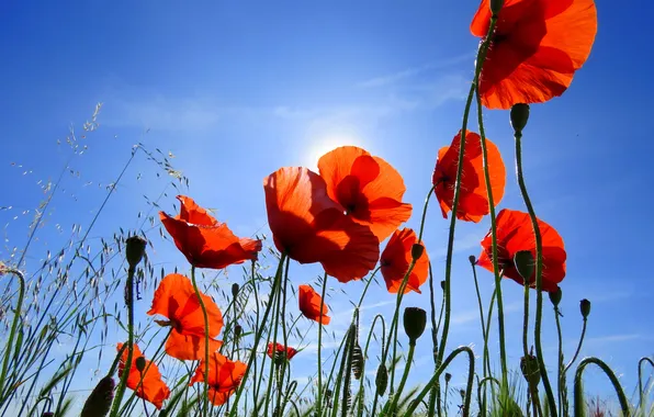 Summer, the sky, the sun, flowers, blue, Maki, meadow, red