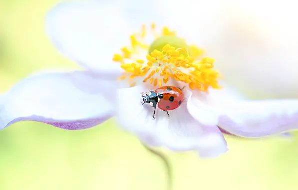 White, flower, macro, red, background, ladybug, beetle, blur
