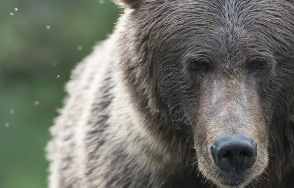 Picture face, bear, beast, The Bruins