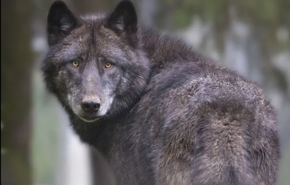 Nature, face, animal, wolf, wildlife, head, fur, mammal