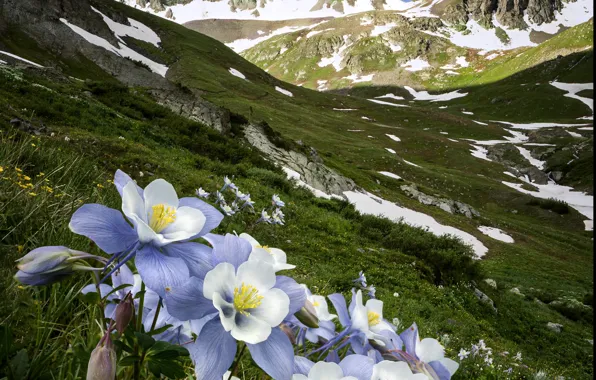 Picture snow, landscape, flowers, mountains, nature, Colorado, USA, meadows