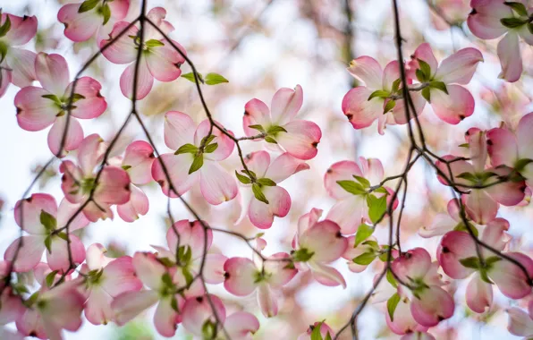 Flowers, branches, spring, pink, flowering, gently, bokeh, dogwood