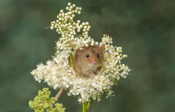 Picture flowers, background, mouse