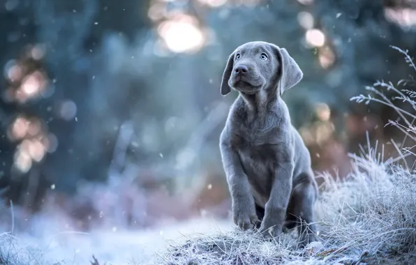 Winter, frost, look, snow, pose, grey, dog, puppy