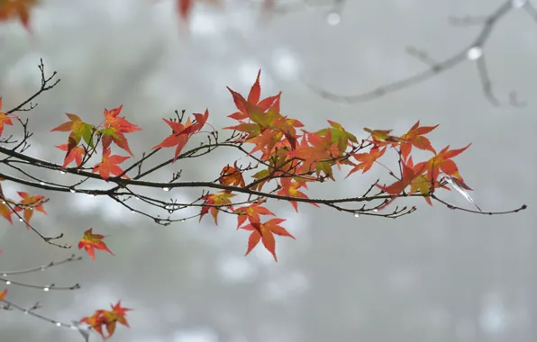 Autumn, leaves, drops, overcast, branch