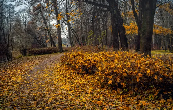 Autumn, forest, trees, Saint Petersburg, path, yellow leaves, Andrey Vasilyev, Elagin Island