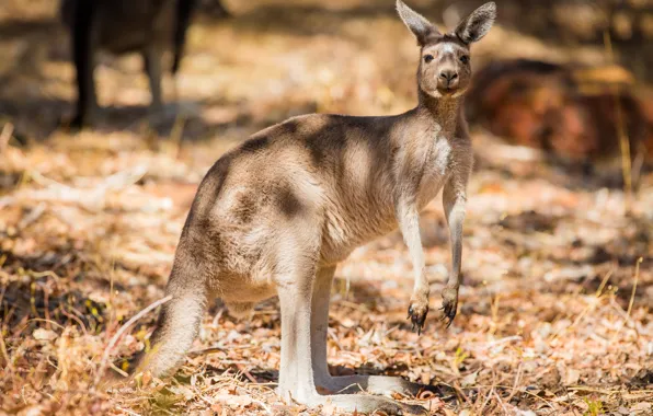 Grass, the sun, Australia, kangaroo, bokeh