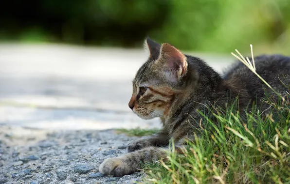 Cat, grass, cat, street, lying