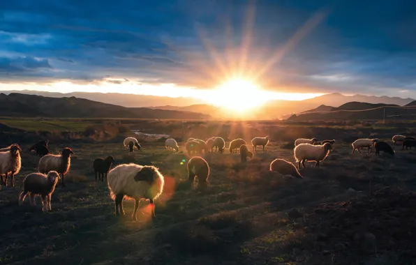 Field, the sky, the sun, clouds, rays, light, mountains, glare