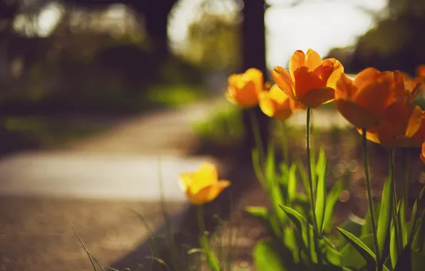 Flowers, street, spring, tulips