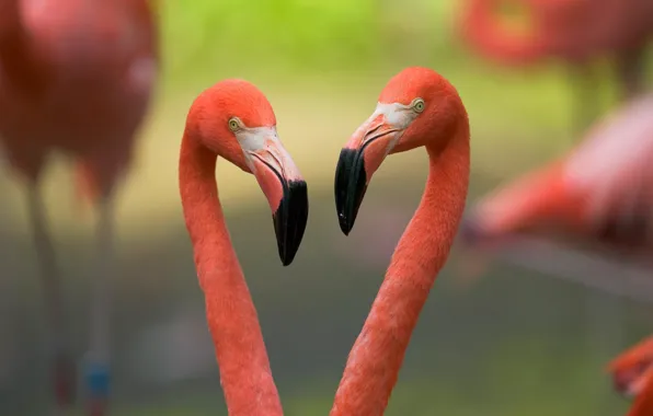 Birds, beak, Flamingo, neck