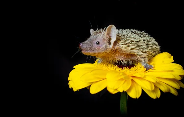 Flower, look, yellow, muzzle, hedgehog, black background, hedgehog, sitting on a flower