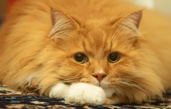 Picture cat, cat, look, face, portrait, fluffy, red