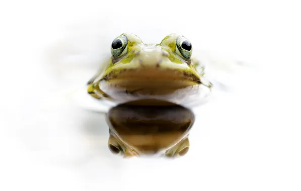 Picture eyes, water, frog, head, amphibian