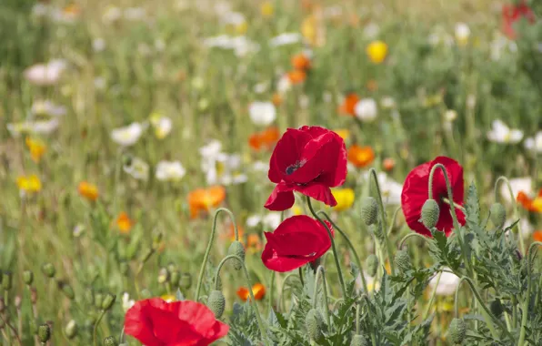 Picture field, summer, flowers, orange, red, glade, Mac, Maki