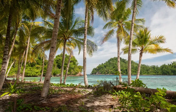 Picture sea, beach, trees, tropics, palm trees, shore, pond