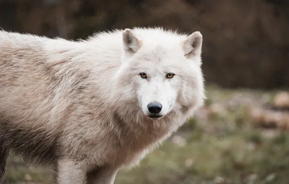 Nature, snow, predator, face, animal, wolf, wildlife, portrait