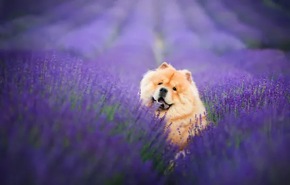 Picture field, language, look, face, flowers, pose, portrait, dog, fangs, red, sitting, the ranks, lavender, plantation, …