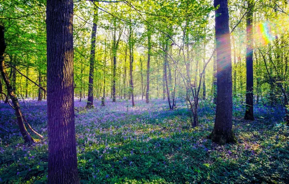 Greens, forest, the sun, rays, light, trees, flowers, branches
