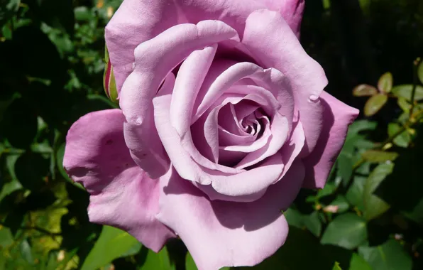 Picture leaves, roses, lilac