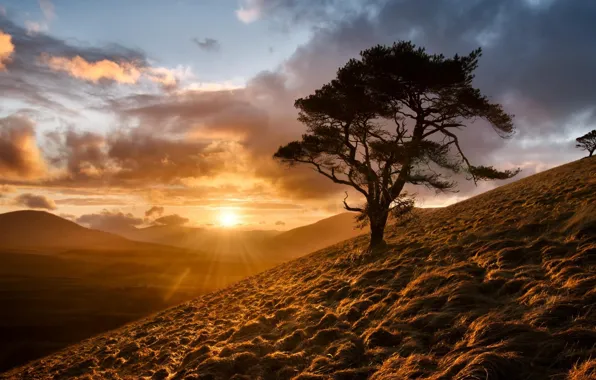 Picture the sky, the sun, trees, sunrise