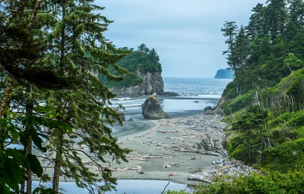 Sea, forest, trees, stones, rocks, coast, Washington, USA