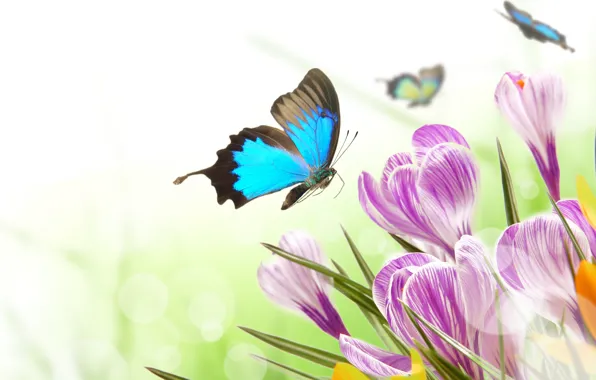 Butterfly, flowers, glare, spring, crocuses